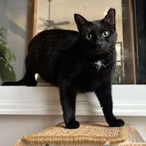 Thumbnail photo of Panther  #1