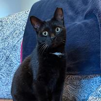 Thumbnail photo of Panther  #2