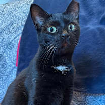 Thumbnail photo of Panther  #3