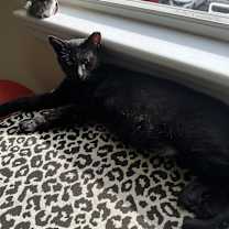 Thumbnail photo of Panther  #4