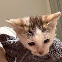 Thumbnail photo of Linden #1