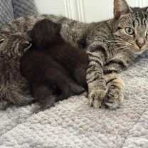 Thumbnail photo of Cameron #2