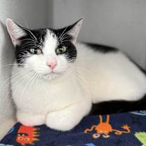 Thumbnail photo of Ginger #1