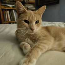 Thumbnail photo of Cream #1