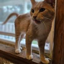 Thumbnail photo of Cream #2