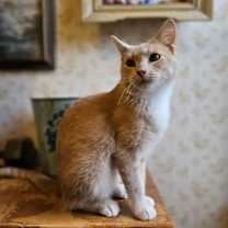 Thumbnail photo of Cream #3