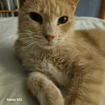 Thumbnail photo of Cream #4