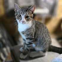 Thumbnail photo of Nutmeg #1