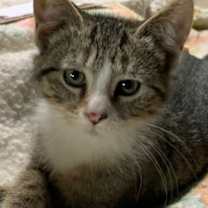 Thumbnail photo of Nutmeg #2