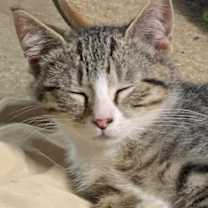 Thumbnail photo of Nutmeg #3