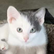 Thumbnail photo of Phantom #1