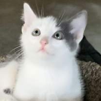 Thumbnail photo of Phantom #2