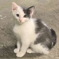 Thumbnail photo of Phantom #3