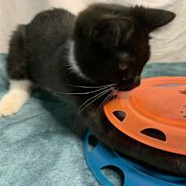 Thumbnail photo of Aspen #4