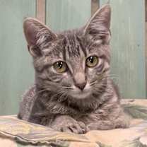 Thumbnail photo of Shady #1