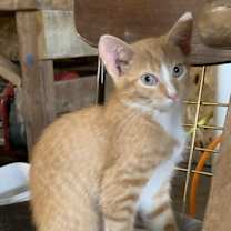 Thumbnail photo of Blaze #2