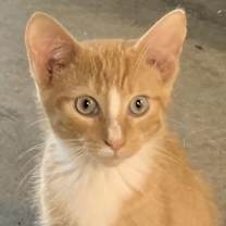 Thumbnail photo of Blaze #4