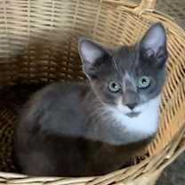 Thumbnail photo of Biscuit #1