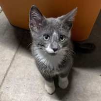 Thumbnail photo of Biscuit #3