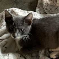 Thumbnail photo of Biscuit #4