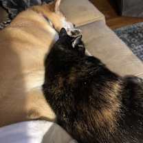 Thumbnail photo of Kitten/Zoey #2