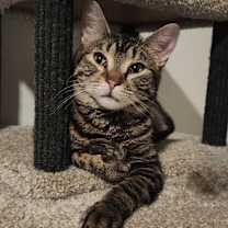 Thumbnail photo of Candi #4