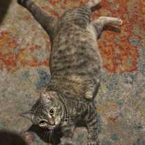 Thumbnail photo of Nomi #2