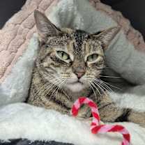 Thumbnail photo of Sheba  #1