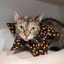 Thumbnail photo of Sheba  #2