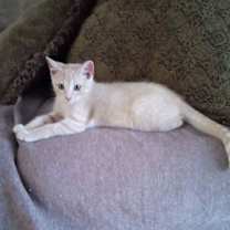 Thumbnail photo of Watson #2