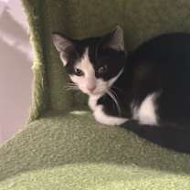 Thumbnail photo of Sylvia #3