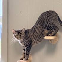 Thumbnail photo of Nugget #1