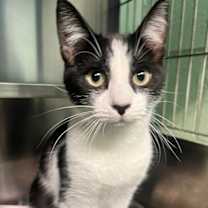 Thumbnail photo of Belmont #1