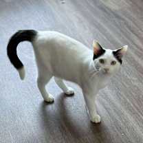 Thumbnail photo of Chip #1