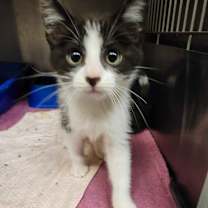 Thumbnail photo of Belmont #2