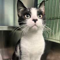 Thumbnail photo of Belmont #3