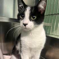 Thumbnail photo of Belmont #4