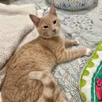 Thumbnail photo of Pitel - KITTEN in foster #1