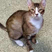 Thumbnail photo of Pogs #1