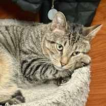 Thumbnail photo of Figgy #1