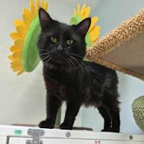 Thumbnail photo of Ghost #4