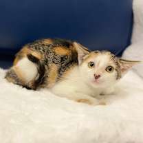 Thumbnail photo of Cascade #3