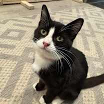 Thumbnail photo of Mittens #1