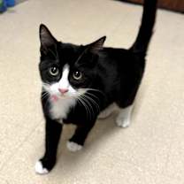 Thumbnail photo of Mittens #2