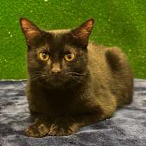 Thumbnail photo of Mavis #3