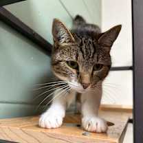 Thumbnail photo of Coco #4