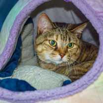 Thumbnail photo of Tiger Lily #1