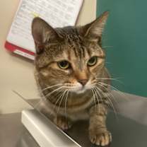 Thumbnail photo of Tiger Lily #2