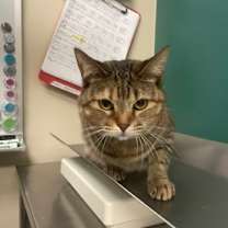 Thumbnail photo of Tiger Lily #3