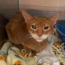 Thumbnail photo of Max Goldman #3